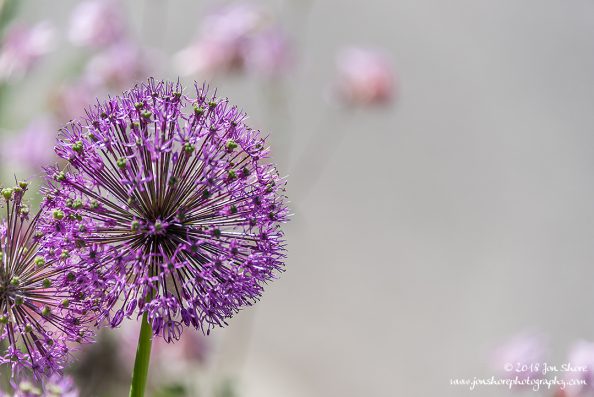 Round purple flowers, Latvia