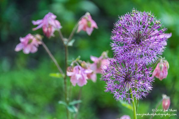 Round purple flowers, Latvia
