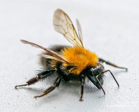 Bee Macro