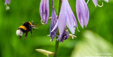 Bee Riga Latvia July 2018