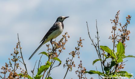 White Wagtail