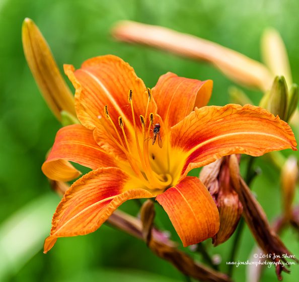 Bug in Flower Riga Latvia July 2018