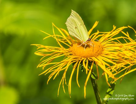 Butterfly Riga Latvia July 2018