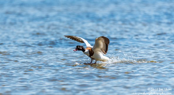 Common Shelduck Latvia June 2018