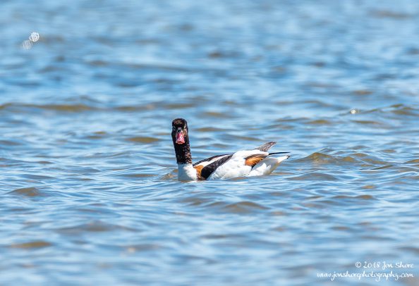 Common Shelduck Latvia June 2018