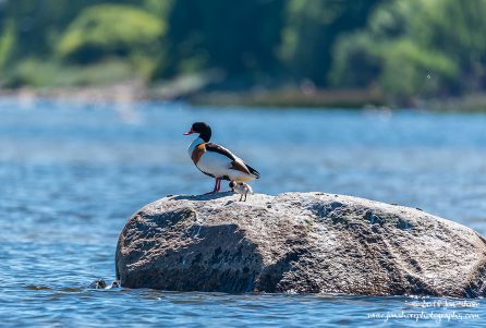 Common Shelduck Latvia June 2018
