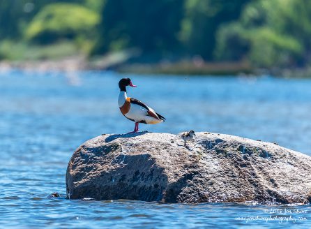 Common Shelduck Latvia June 2018