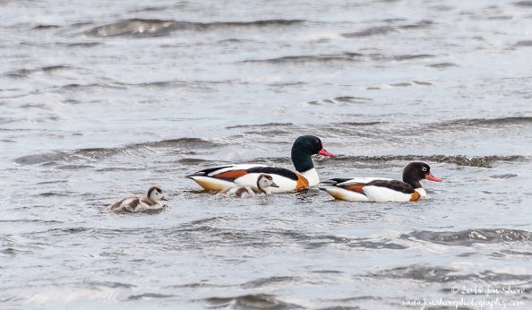 Common Shell Duck Latvia June 2018