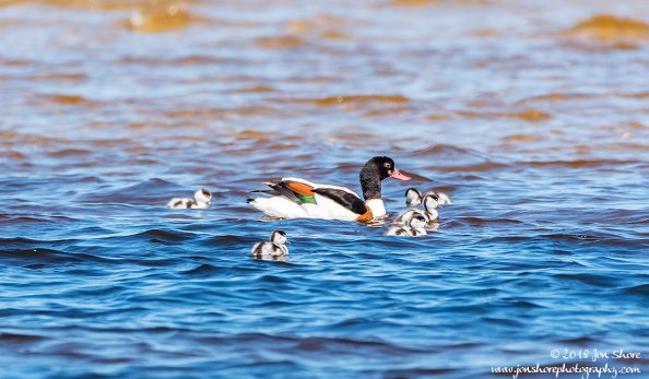 Common Shell Duck Latvia June 2018