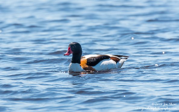 Common Shell Duck Latvia June 2018