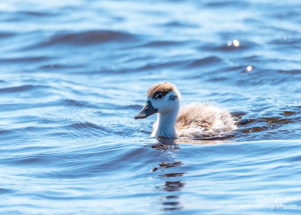 Common Shell Duck Latvia June 2018