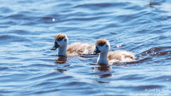 Common Shell Duck Latvia June 2018