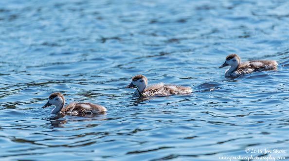 Common Shell Duck Latvia June 2018