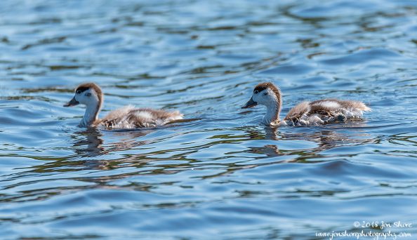 Common Shell Duck Latvia June 2018