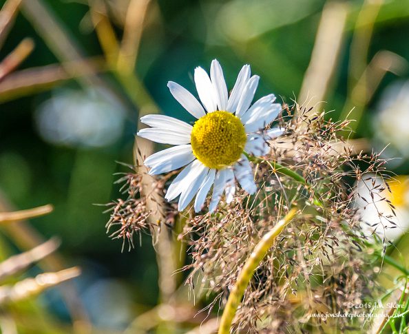 Daisy Latvia July 2018