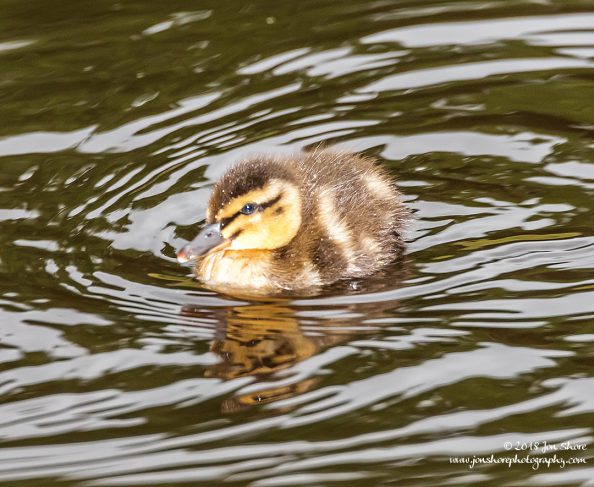 Mallard Duckling Latvia June 2018