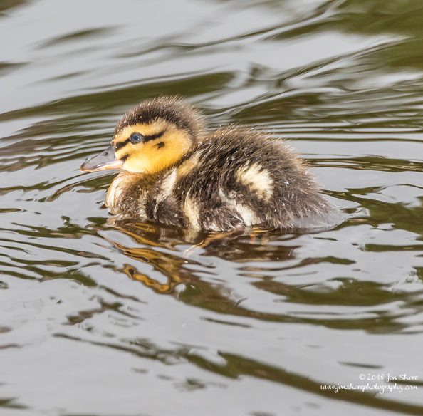 Mallard Duckling Latvia June 2018