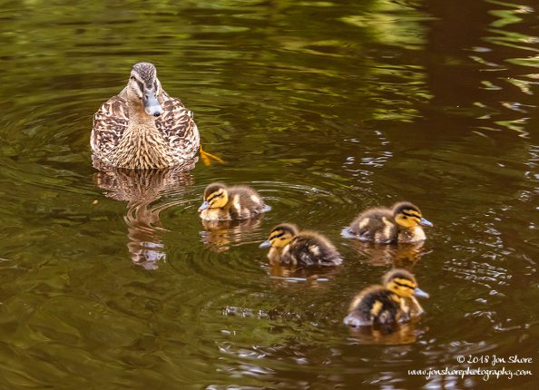 Ducks Latvia June 2018