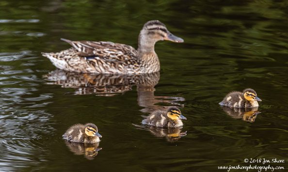 Ducks Latvia June 2018