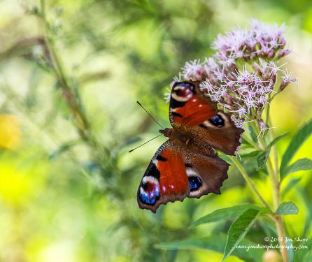 Red Admiral Butterfly Summer Latvia