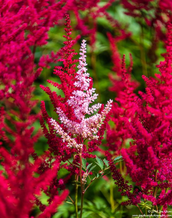 Red pink flowers Riga Latvia July 2018