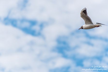 Seagull Latvia June 2018