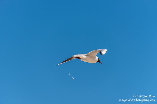 Seagull pooping Latvia June 2018