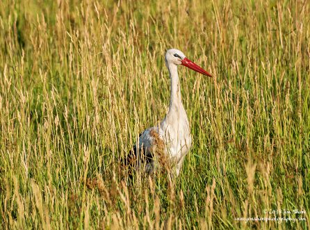 Stork Latvia June 2018