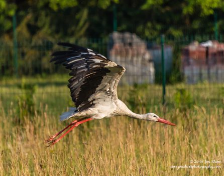 Stork Latvia June 2018