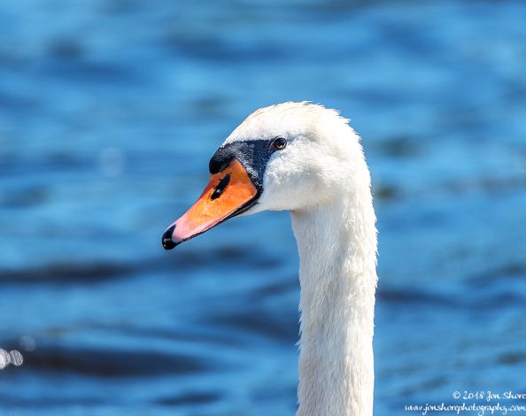 Swan Latvia June 2018