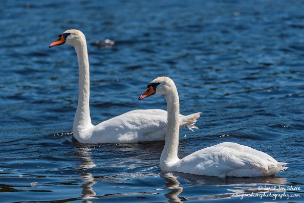 Swans Latvia June 2018