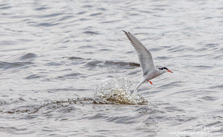 Tern Latvia June 2018