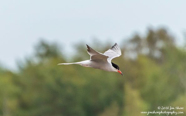 Tern Latvia June 2018