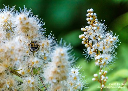 Wildflower and beetle Latvia July 2018