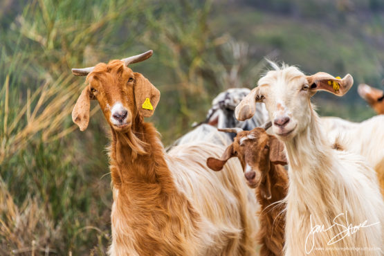 Goats in the mountains of Southern Italy