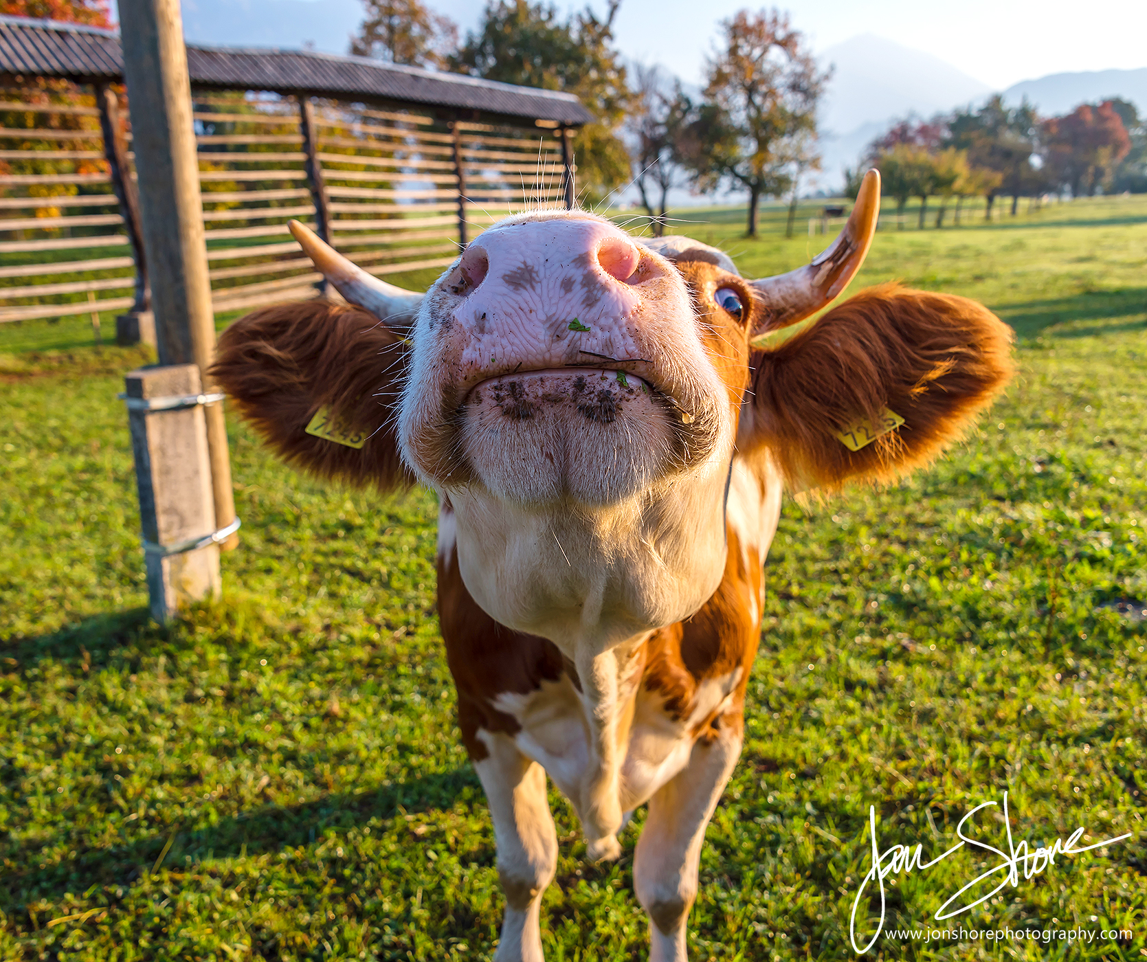 Cow Bled Slovenia