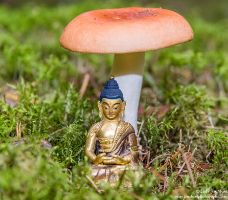 Golden Buddha Meditation Mushroom