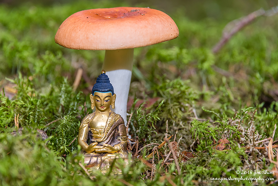 Golden Buddha Meditation Mushroom