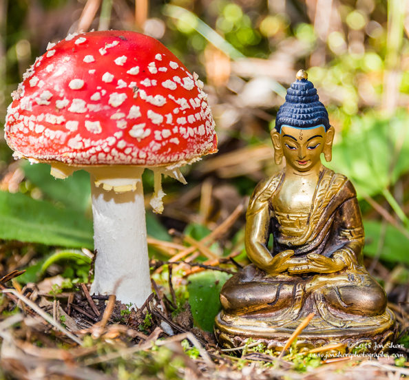 Golden Buddha Meditation Mushroom