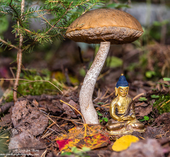Golden Buddha Meditation Mushroom