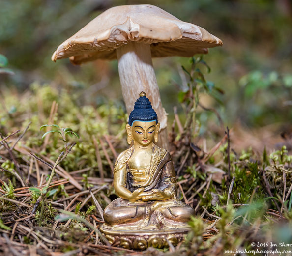 Golden Buddha Meditation Mushroom