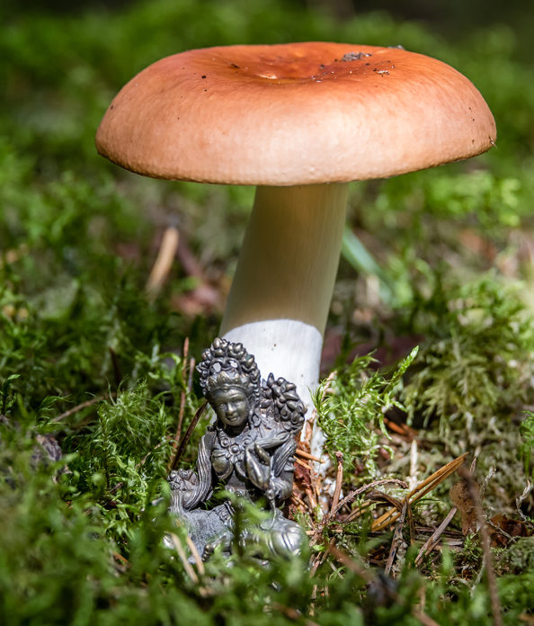 Green Tara Meditation Mushroom