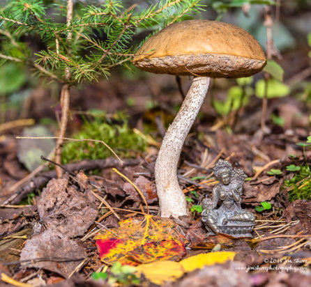 Green Tara Meditation Mushroom