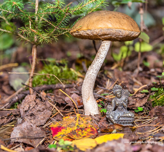 Green Tara Meditation Mushroom