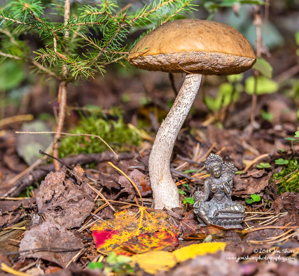 Green Tara Meditation Mushroom