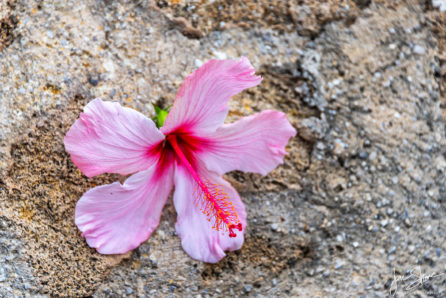 Hibiscus San Marco di Castellabate Italy