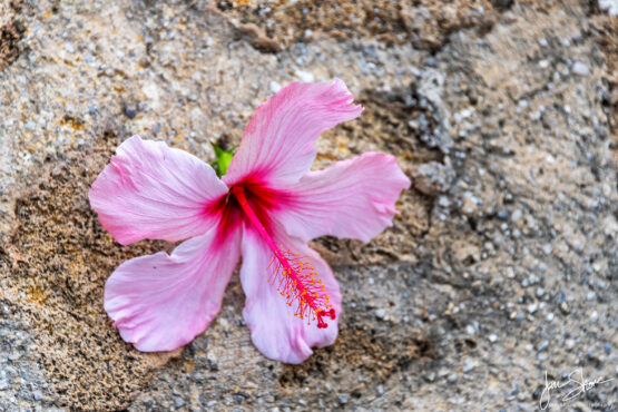 Hibiscus San Marco di Castellabate Italy