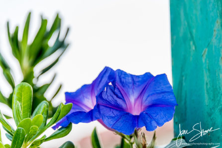 Morning Glory San Marco di Castellabate Italy