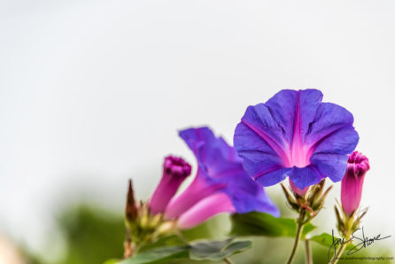 Morning Glory San Marco di Castellabate Italy