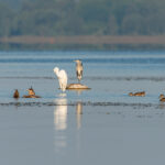 Egret Latvia by Jon Shore August 2020 72dpi-6420